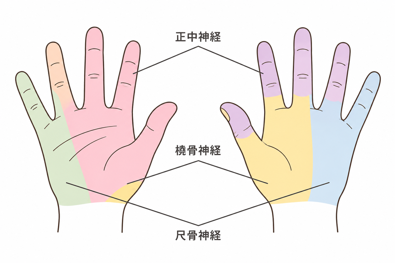 正中神経の感覚支配