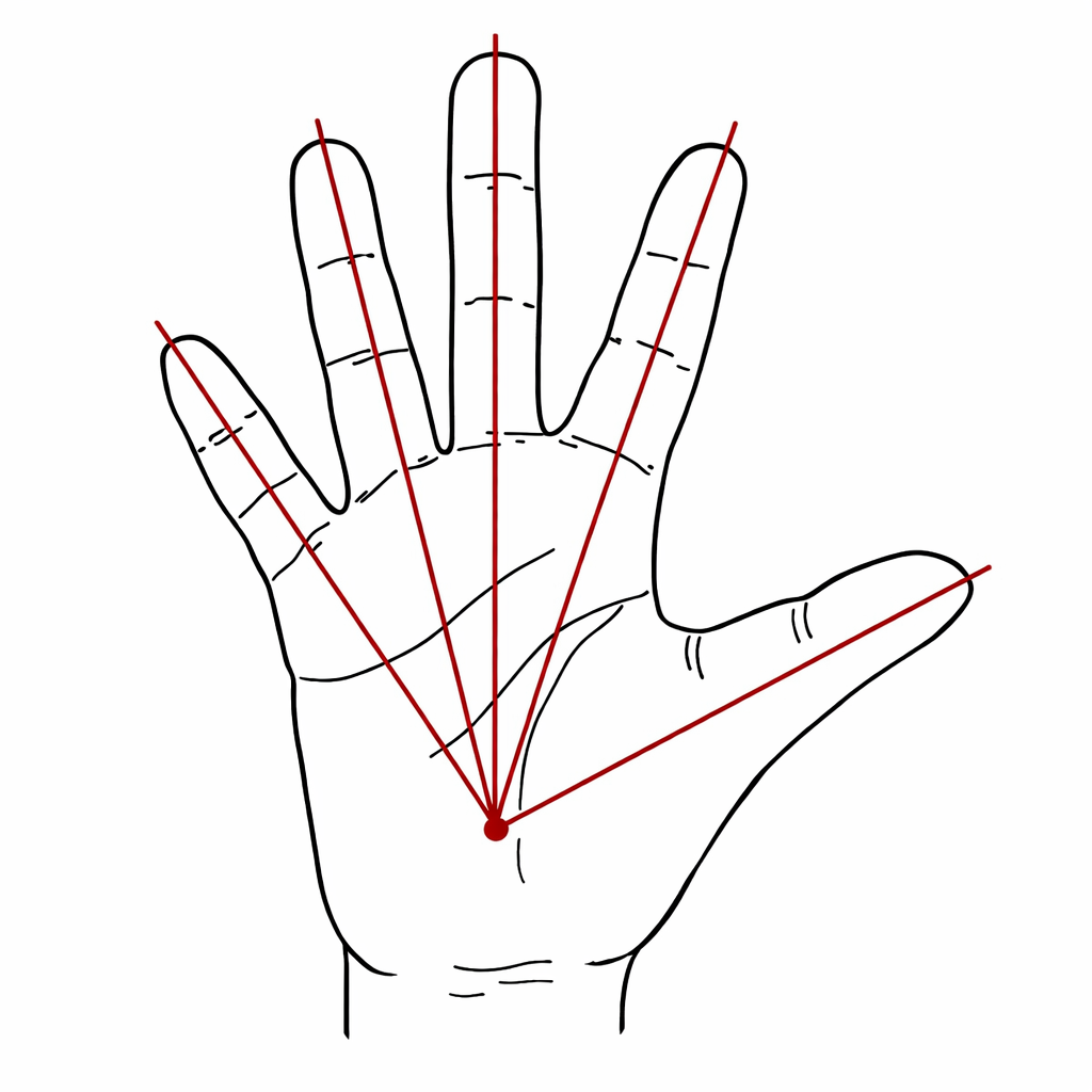 開排した指の軸をたどると、舟状骨結節部に収束する