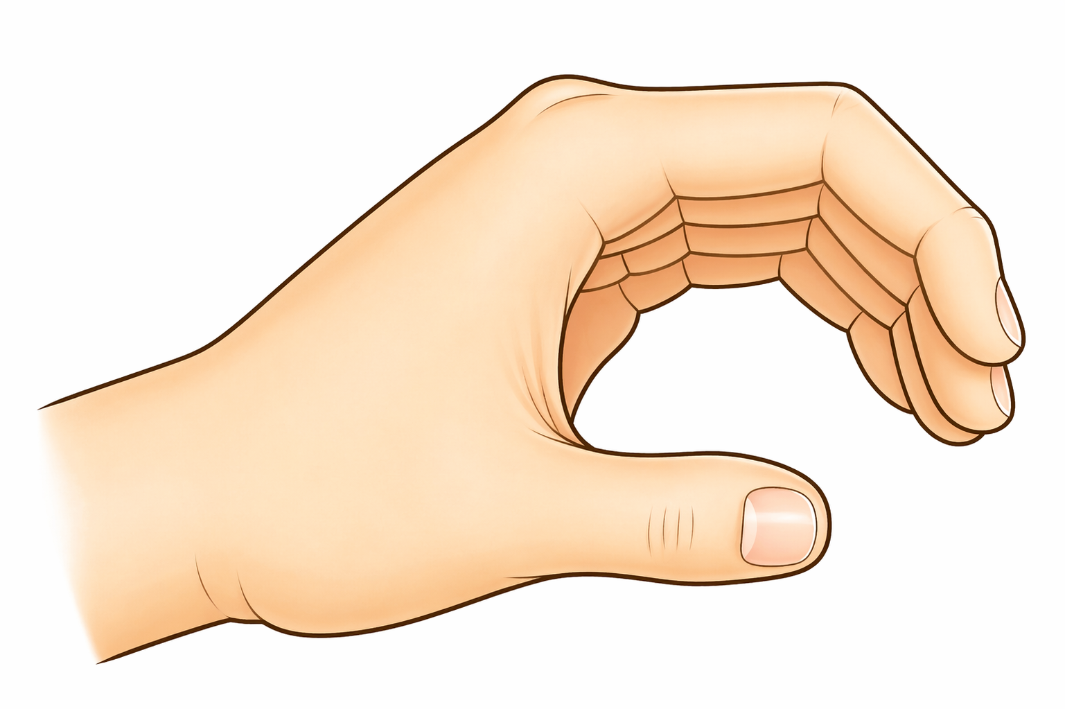 手の機能的肢位