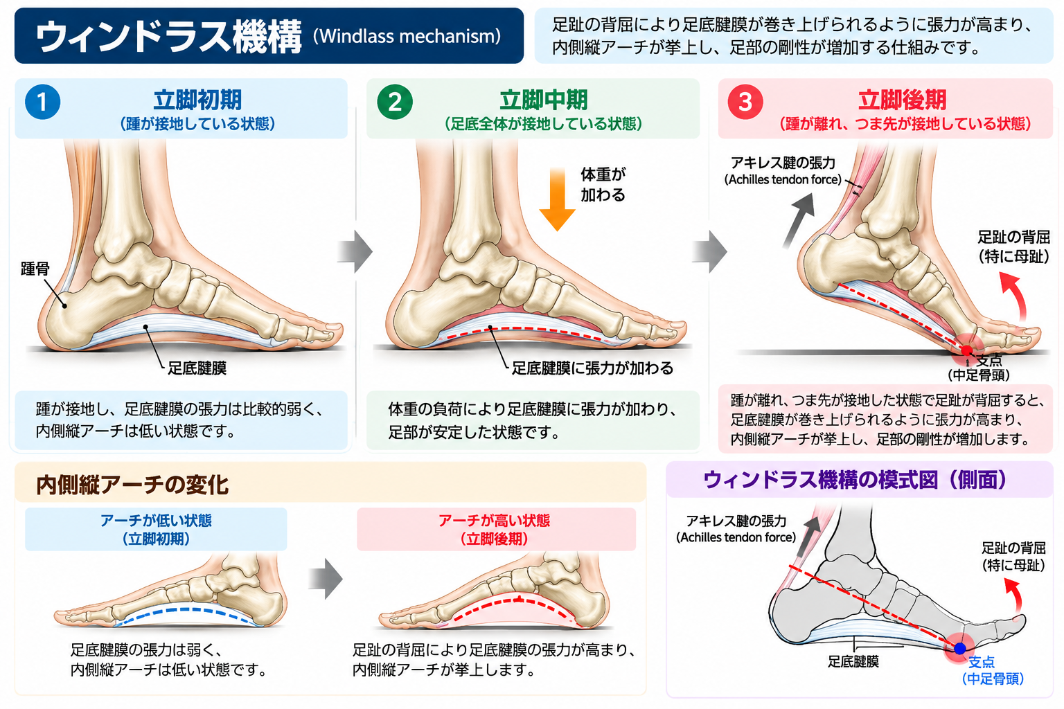 足趾背屈によるウィンドラス機構と足底腱膜の張力変化