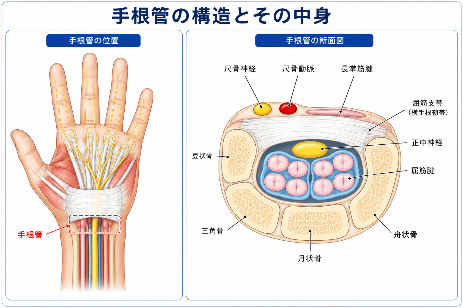 手根管の解剖