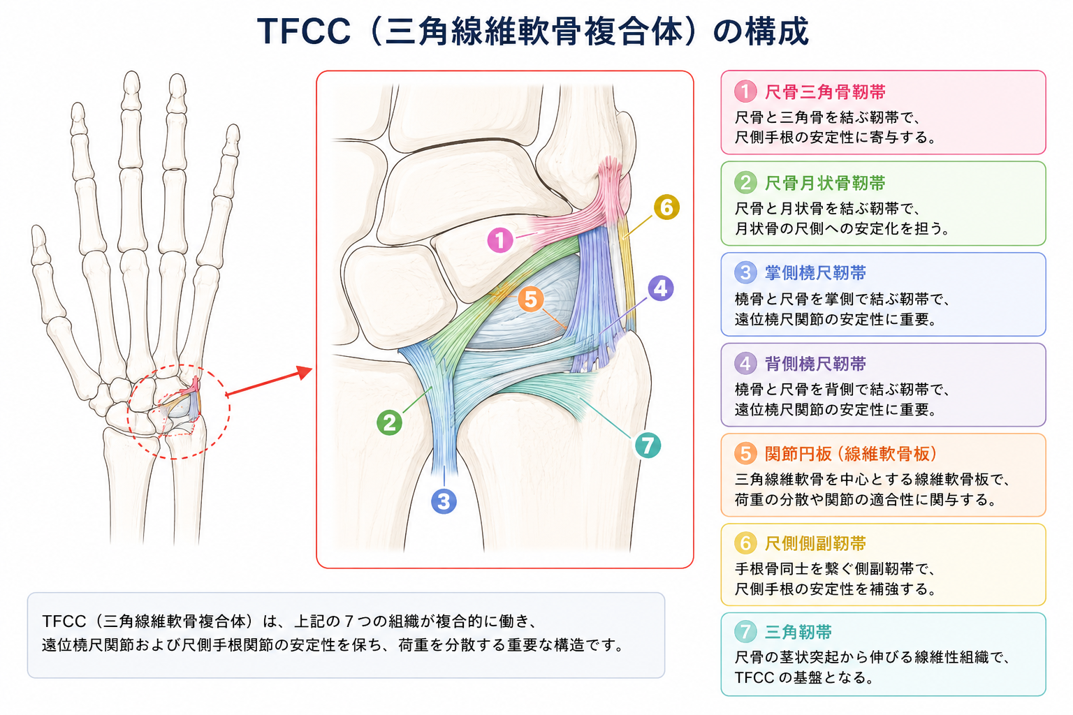 TFCCの解剖