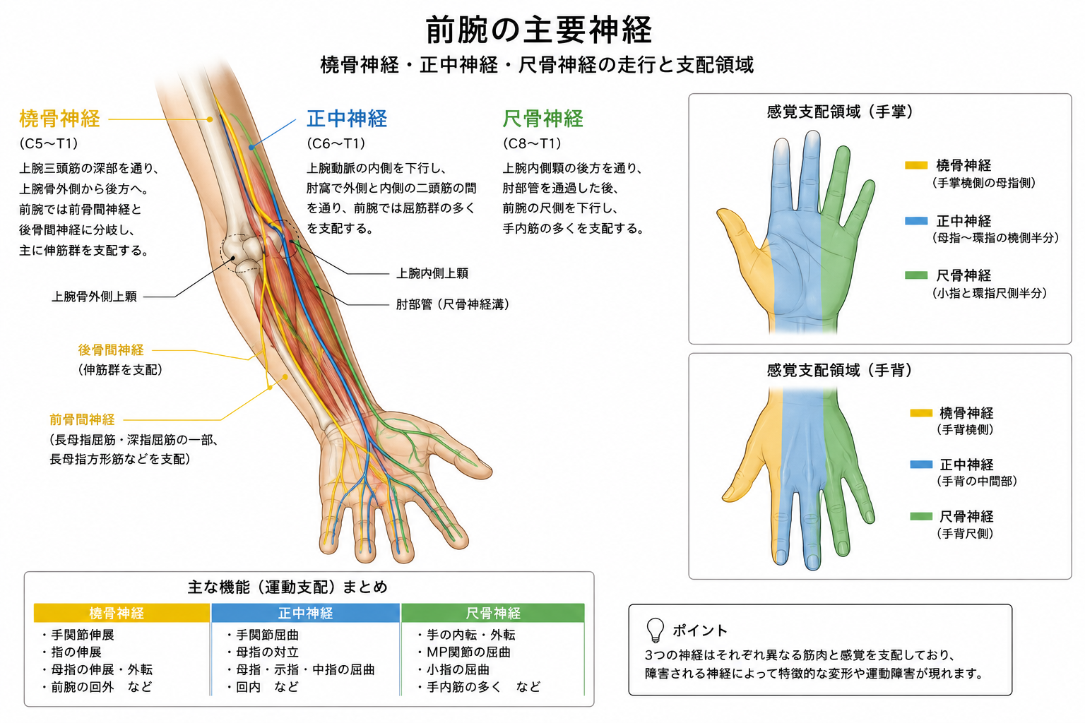 前腕の主要神経